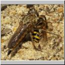 Philonicus albiceps - Sand-Raubfliege w04 18mm mit Syrphus sp-Schwebfliege.jpg